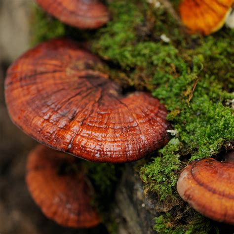 Mushroom Spotlight Reishi An Adaptogen Known As The Queen Of Mushroo