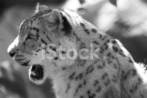 Snow Leopard Stock Photos