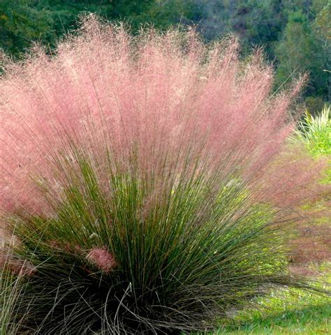 Dwarf pink muhly grass care gulf muhly grass plants are a native plant of the south that boasts good drought tolerance and salt tolerance. Oglesby Plants International | plantANT.com