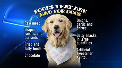 It includes the three nutrients proven to increase your dog's lifespan and are critical to your dog's digestion make sure your dog gets the chance to live his best life with the right food and nutrition to thrive. Dogs love people food, but it makes them sick: Foods NOT ...