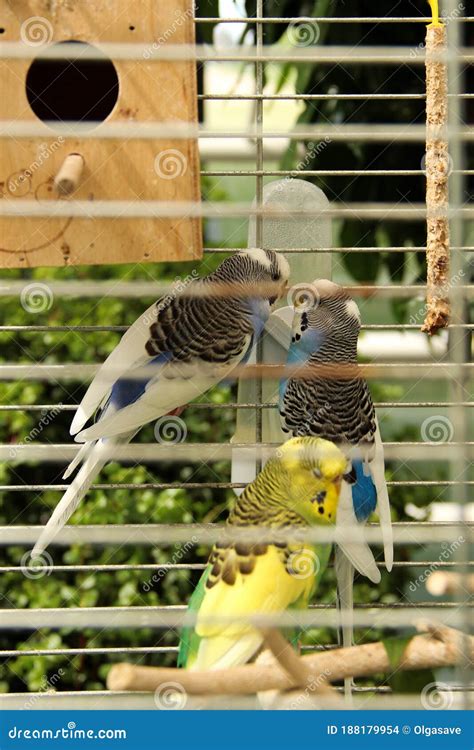 Kissing Budgie Pair Stock Photography 5013404