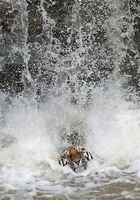 Tiger In The Water Waterfall Wildlife Park Waterfall Pictures