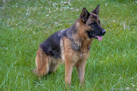 Flickr Discussing Pyoderma In German Shepherd Dogs