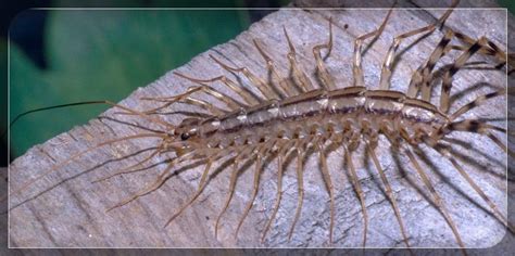 14 Types Of Centipedes Facts Photos Information Pest Wiki