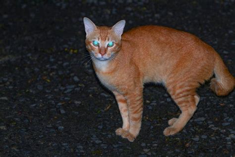 Why Do Cats Eyes Glow In The Dark The Answer Might Surprise You