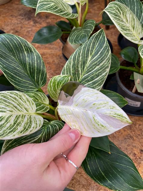 How To Grow The Philodendron Birkin Hands On Guide