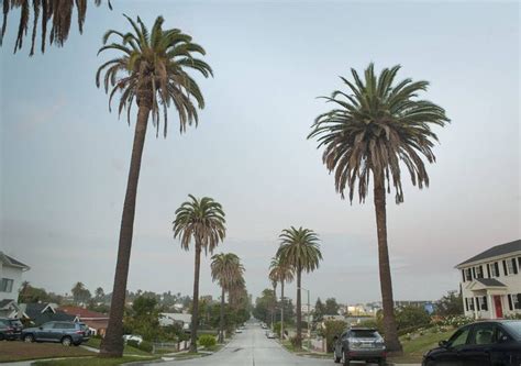 Palm Trees Mid City Los Angeles
