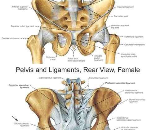 Hip Joint Muscles Diagram Posterior Aspect Of The Hip Including