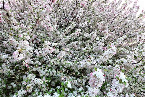 Filespring Flowering Tree Virginia Forestwander Wikimedia