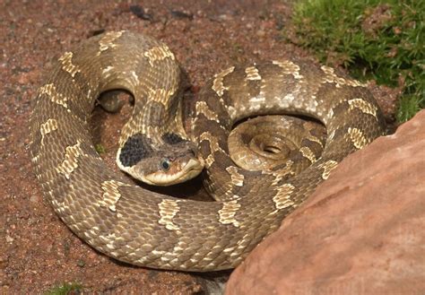 Eastern Hognose Snake Showing The Cobra Like Flaring Of The Neck