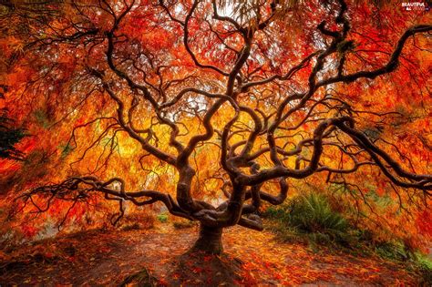 Autumn Japanese Maple Leaf Trees Beautiful Views Wallpapers 2000x1333