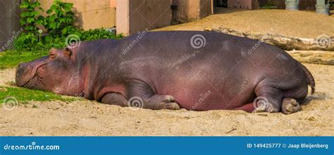 Closeup Of A Common Hippo Sleeping Semi Aquatic Mammal From Africa