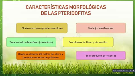 Características Morfológicas Y Fisiológicas De Las Plantas Youtube