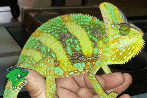 Online Exotic Reptile Store - Strictly Reptiles