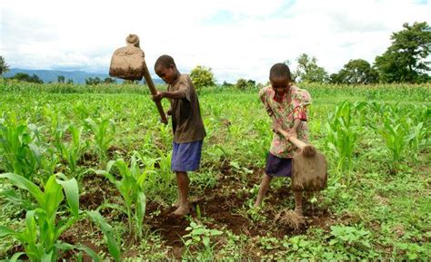 Ein viertel der bewohner der hauptstadt port vila ist obdachlos geworden. ¿Qué es Agricultura de Subsistencia? - Su Definición ...