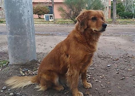 Maybe you would like to learn more about one of these? Perro lleva un año esperando afuera de donde está detenido ...