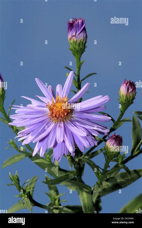 Blooming Autumn Aster Stock Photo Alamy