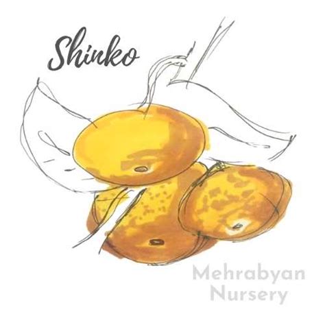 We did not find results for: Shinko Asian Pear Tree - Mehrabyan Nursery