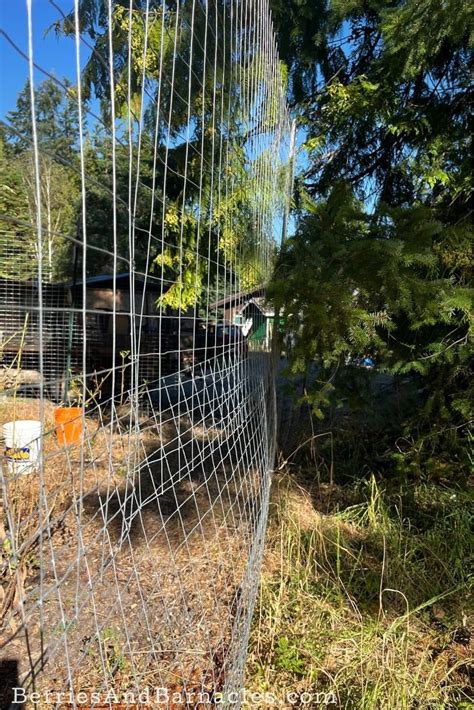 Options For Deer Fencing Berries And Barnacles