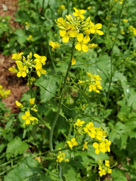 Here you may to know how to plant mustard greens. Growing Mustard with Natural Plant Nursery (plants forum ...