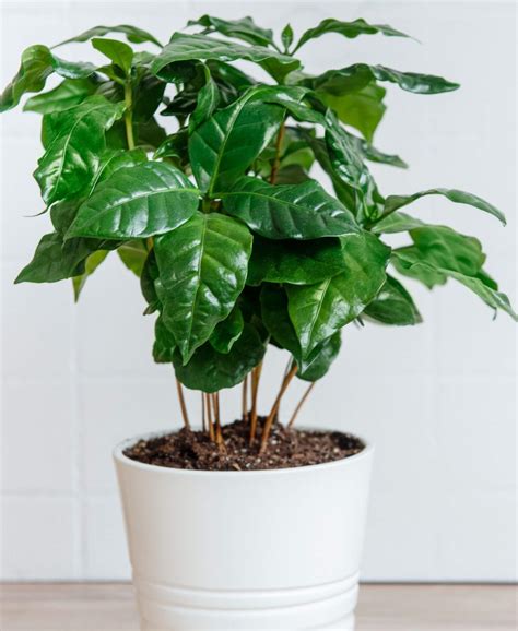 Coffee Plant 101 How To Care For Coffee Plants Bloomscape