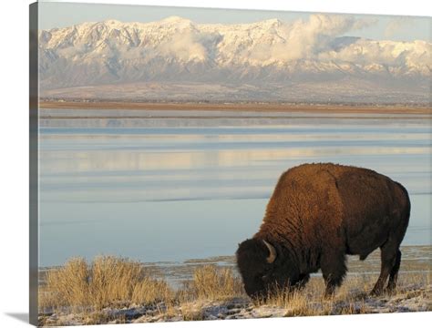 Bison Grazing In Winter On Antelope Island In Great Salt Lake Wall Art