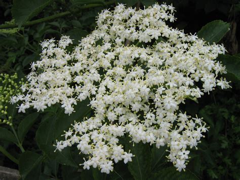 Filesome White Flowers