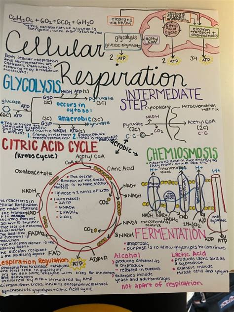 Cellular Respiration Sketch Notes Biochemistry Notes Science Notes