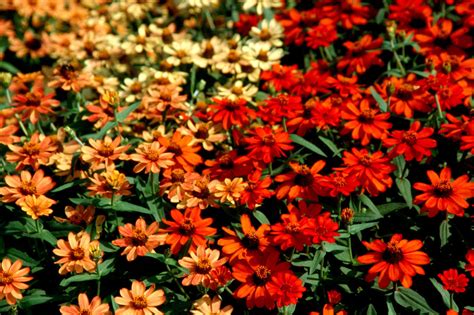 Resistant varieties are available and information is given in the main variety table. New zinnia varieties improve a great series | Mississippi ...