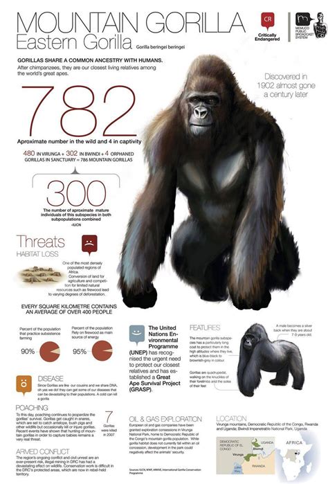 Infographic Showing Conservation Statistics For The Mountain Gorilla