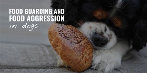 Food Guarding And Aggression In Dogs Causes Signs Treatments And Faq