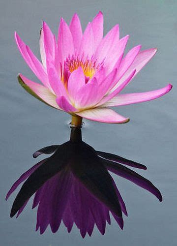 Louisa san angelo texas nelumbo nucifera sacred lotus ornamental plants aquatic plants growing flowers water lilies bloom lily. Waterlily | Water lilies, Water lily, Lily