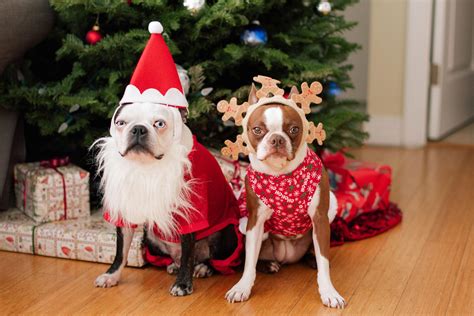 Here Are Some Photos Of Pets Wearing Christmas Outfits Riot Fest