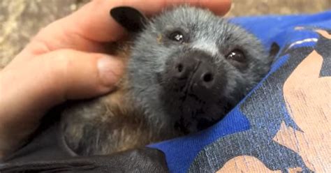 The intensity of their sense differs from one. Adorable Bat Adores Being Pet And Also Makes Delightful Noises