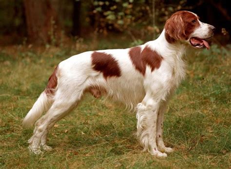 Setter Irlandese Rosso Bianco Carattere E Informazioni Sulla Razza Canina