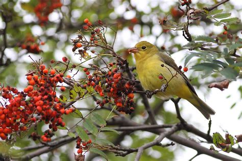 Ann Brokelman Photography Female Scarlet Tanager Plus One Juvenile At