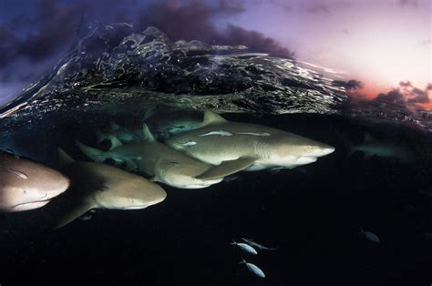 Safer Waters For Sharks Audubon