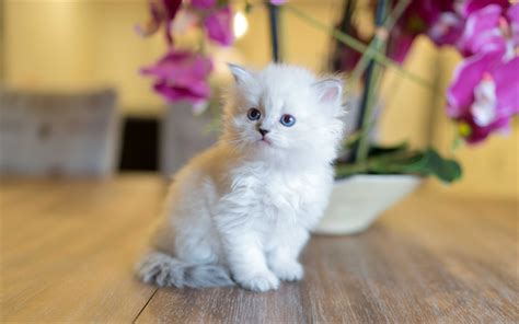 Download Wallpapers Siberian Kitten White Fluffy Kitten Small Cat