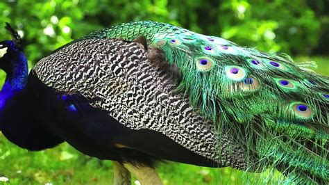 Peacock One Of The Most Beautiful Birds Video Dailymotion