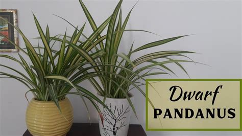 Pandanus Plant Variegated Pandanus Plant Care Youtube