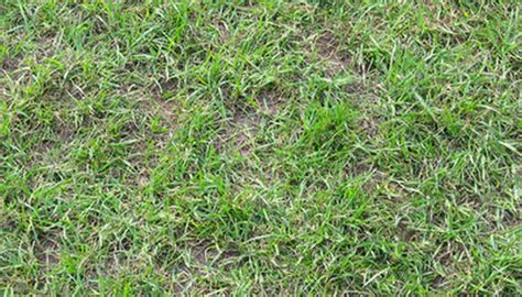 Make sure to combine this with dethatching to help the grass get over the effects of frost and prepare. Bermuda Grass | Garden Guides