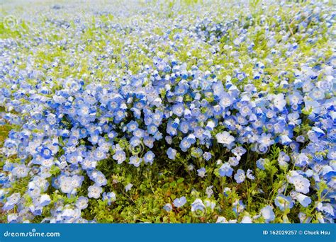 Nemophila Menziesii Baby Blue Eyed Flower Flower Field Stock Image