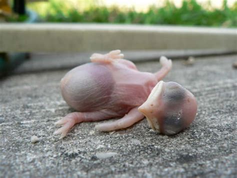 How can i tell if my baby bird is a baby bird? How to Save Baby Birds | Action | PETA.org