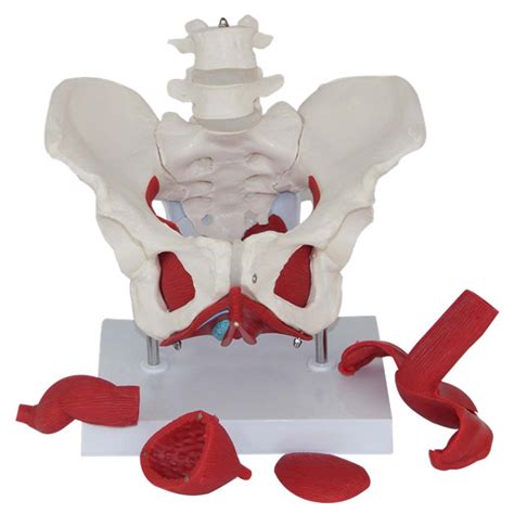 Buy Life Size Female Pelvis Model With Removable Organs Anatomical