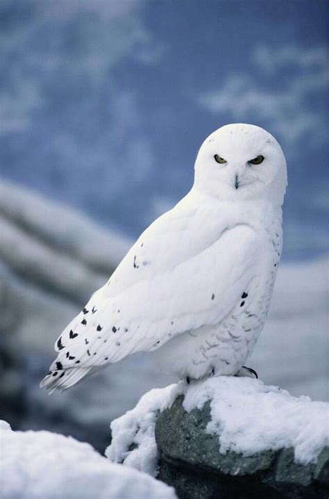Cute Winter Owl Wallpapers Top Free Cute Winter Owl Backgrounds