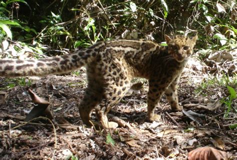 Wild cat in north india. 15 Species of Cat Family Found in The Indian Subcontinent