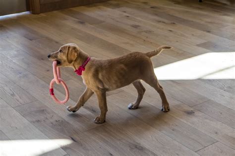 What are some pet friendly hotels in west yellowstone that offer kids activities? The Lodge in Richland, Washington is a pet friendly ...