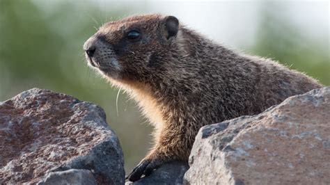 Fantastic Marmots And Where To Find Them Near Downtown Spokane