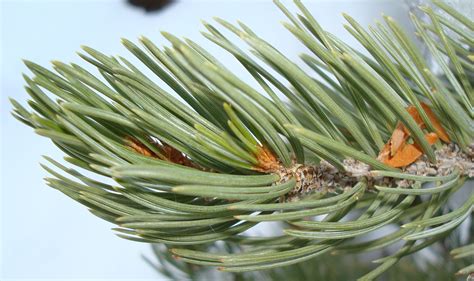 So yes, pine trees are conifers; Utah's Conifer Trees - Wild About Utah
