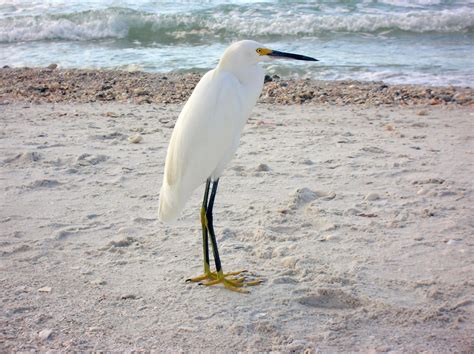 Bird On Beach Free Photo Download Freeimages